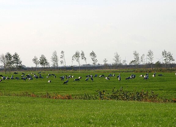 Foto Kraniche im Vehnemoor